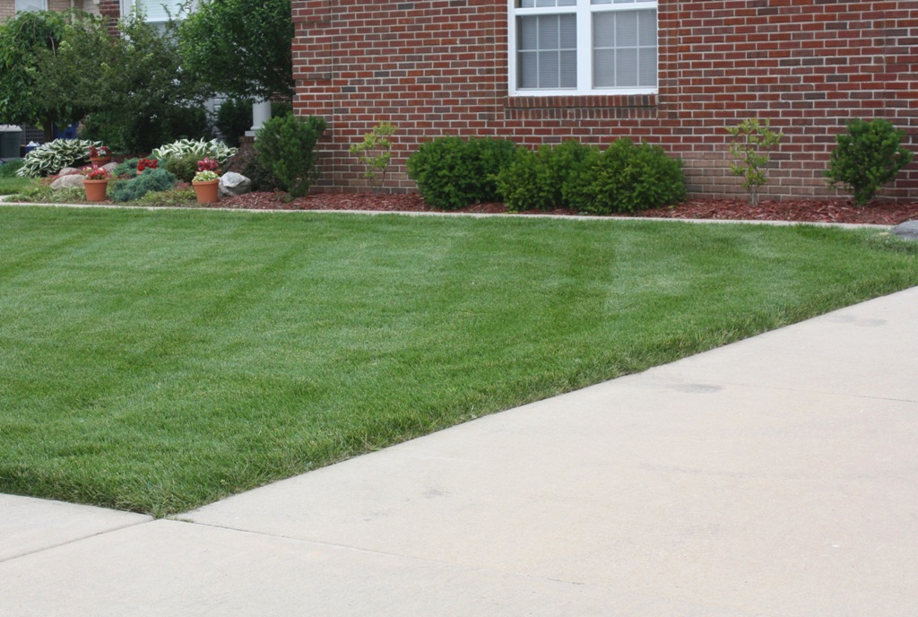 lawn
